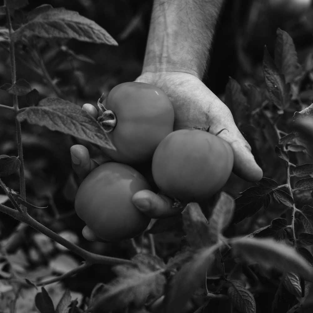 Longevity at a glance fruit study